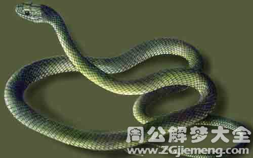 梦见一条大蛇是什么意思,梦见一条大蛇是什么意思 梦见一条大蛇是什么意思,梦见一条大蛇是什么意思