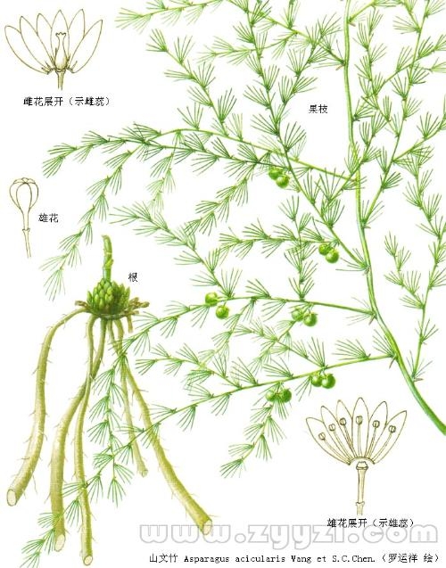 文竹哪个属相不能养,属相与文竹,哪些生肖不宜养? 文竹哪个属相不能养,属相与文竹,哪些生肖不宜养?